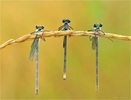 Sage Dragonfly